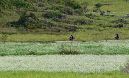 moc chau